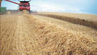 Biçer döver Case IH Axial Flow 8120
