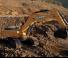 Crawler Excavators Case CX800B