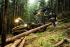 Forest Machinery Harvesters Ponsse Ergo