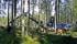 Forest Machinery Harvesters Rottne H 11