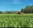 Mounted Field Sprayers Amazone UF 1201 (15) 