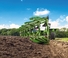 Amazone Hektor 6-1000