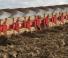 Ploughs Maschio Mirco 8+1 STD