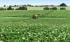 Trailed field sprayers John Deere M952