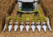 Biçerdöver mısır toplayıcıları Claas Corio 575 C