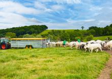 Cattle trailers Joskin BETIMAX RDS 5000