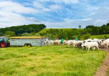 Cattle trailers Joskin BETIMAX RDS 6000